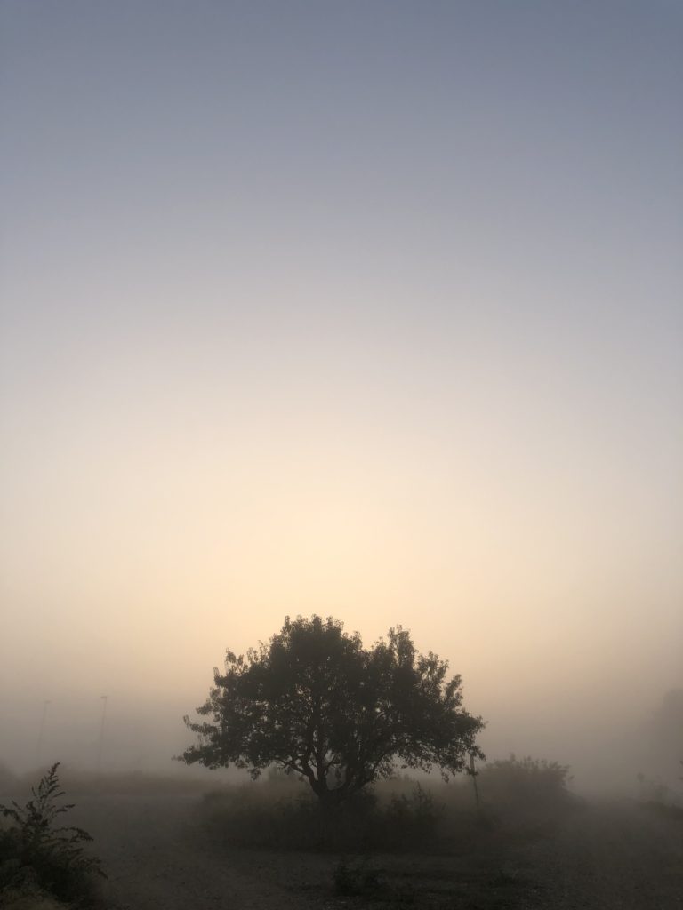 Solitario almendro entre la niebla